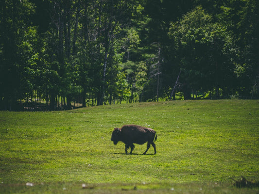 Great Stories About Native Americans- Guest Post