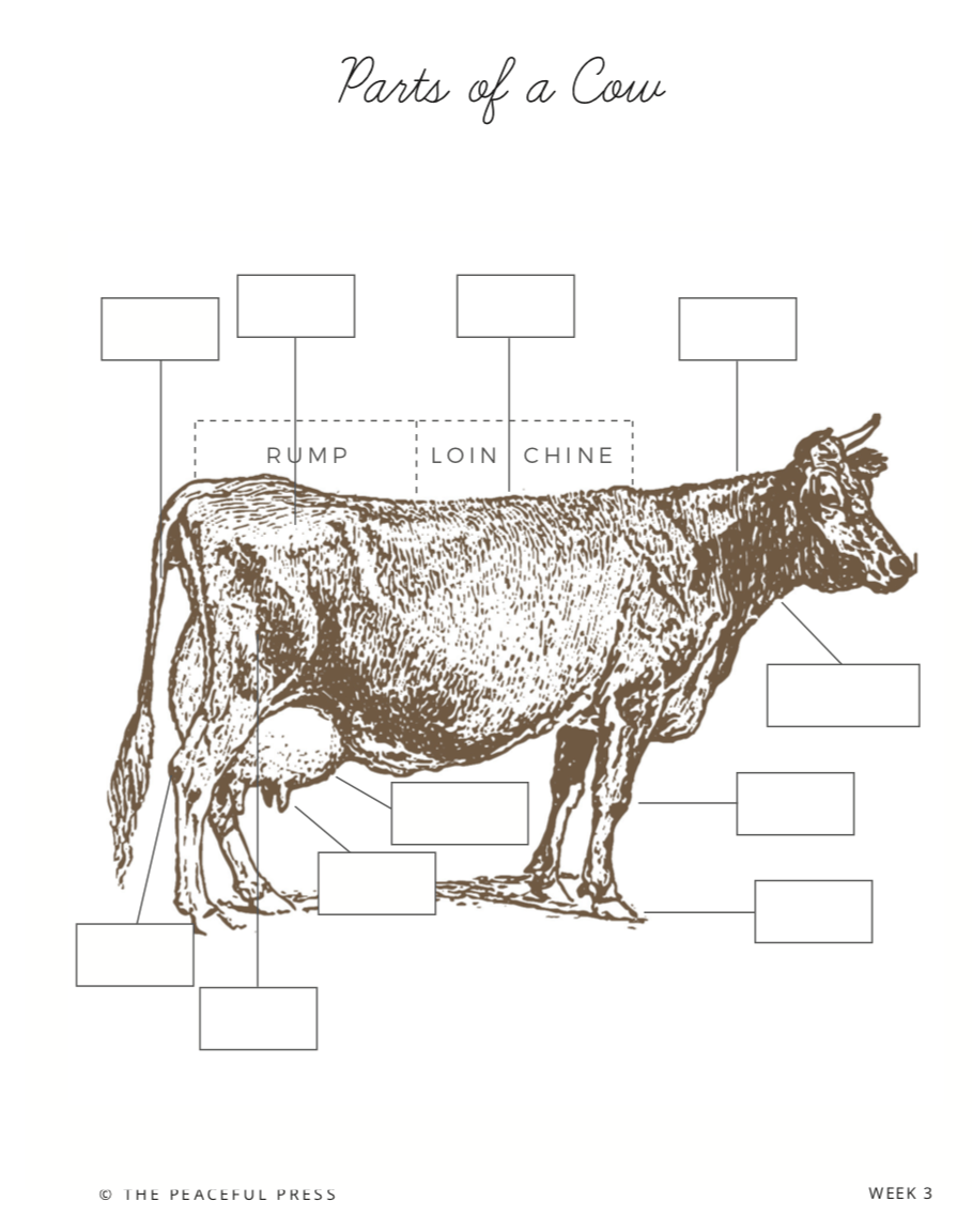A homeschool kindergarten sample sheet, parts of a cow.
