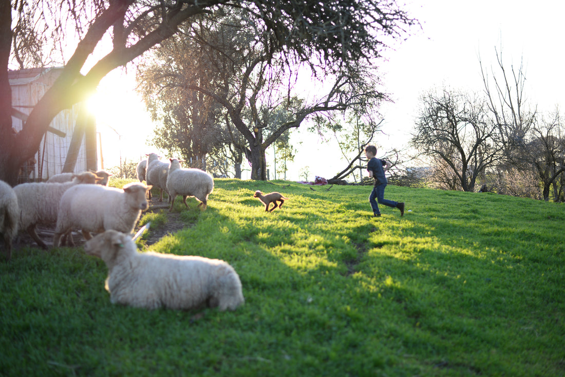 How to Create a Homeschool Vision for Peaceful Learning