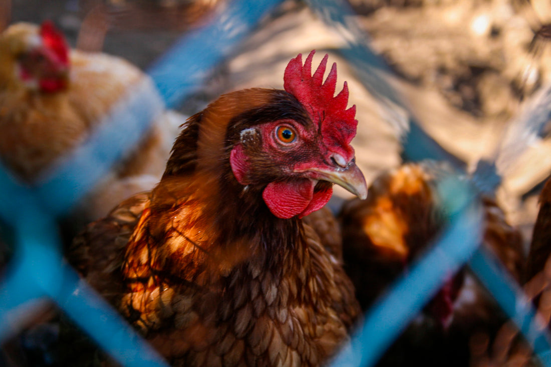 The Little Red Hen