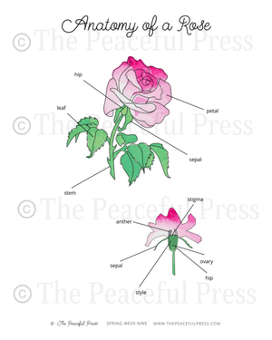 2 d2da3303 b5dc 427e 8342 ea19f98d79a2 | The Peaceful Press