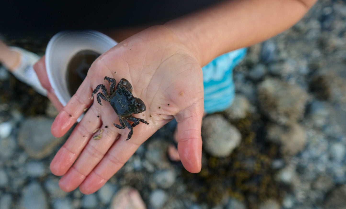 A homeschool child holding a small crab over a rocky beach.