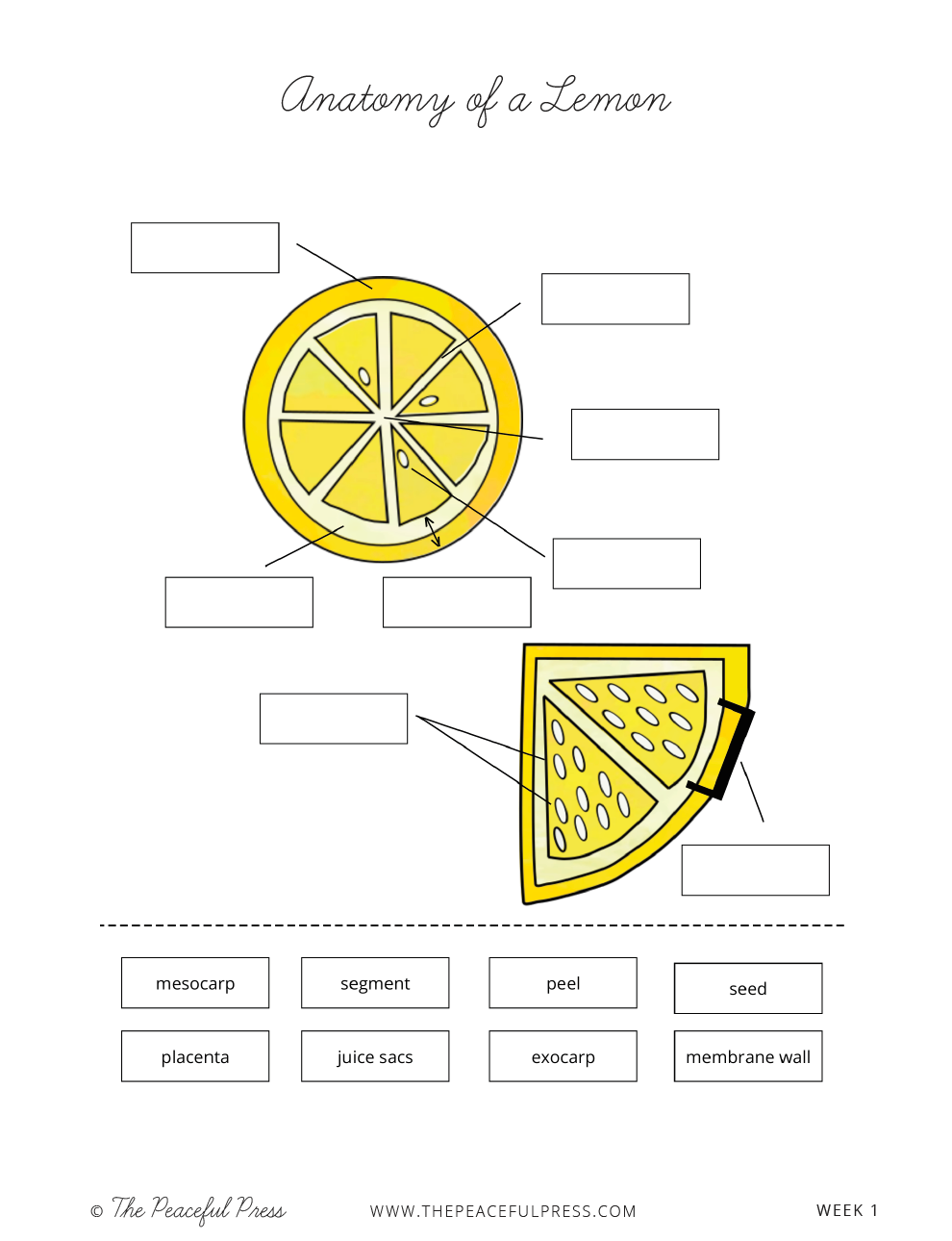 Anatomy of a Lemon Homeschool Lesson, a diagram of a lemon half with labels and words to put on the labels.