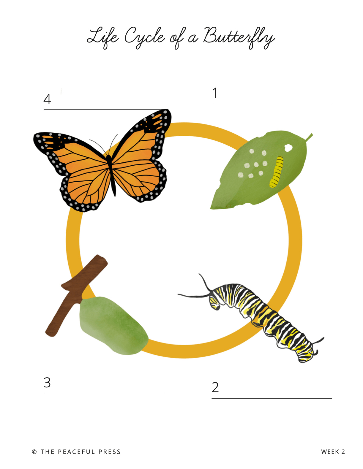 Homeschool Study project, the four stages of the life cycle of a butterfly.