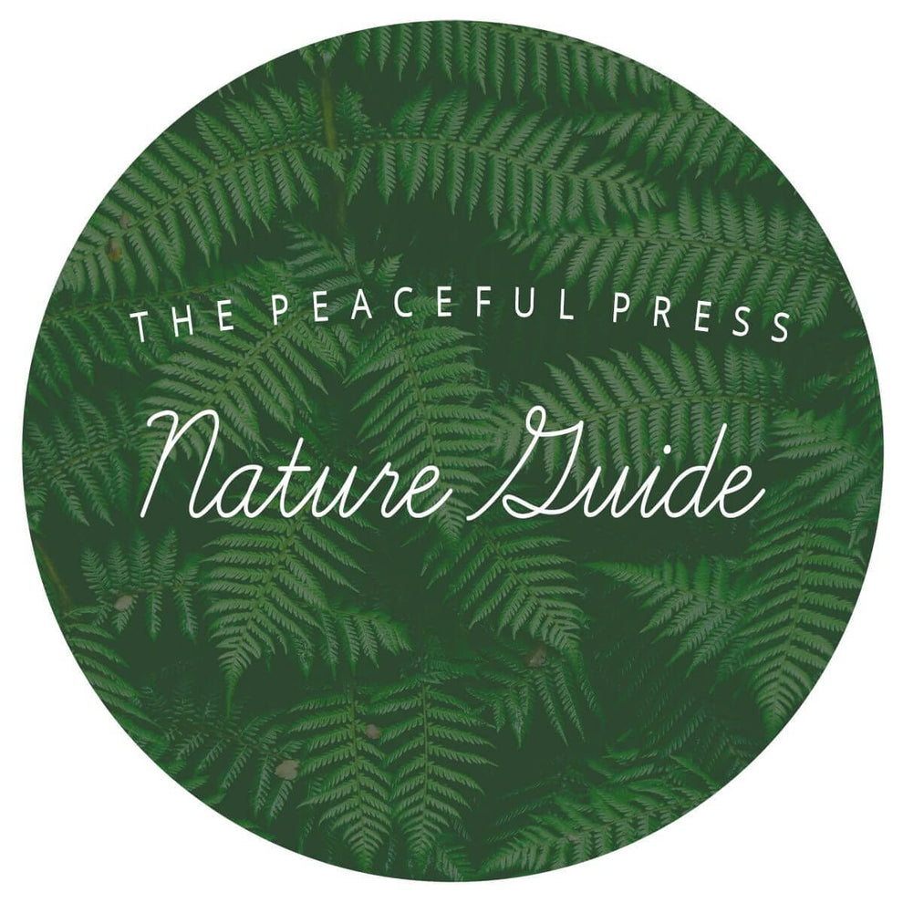 Nourishing Nature Bible Verse Cards for Homeschool Families