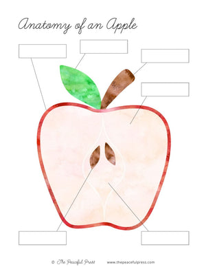 A sample homeschool activity, the anatomy of an apple.
