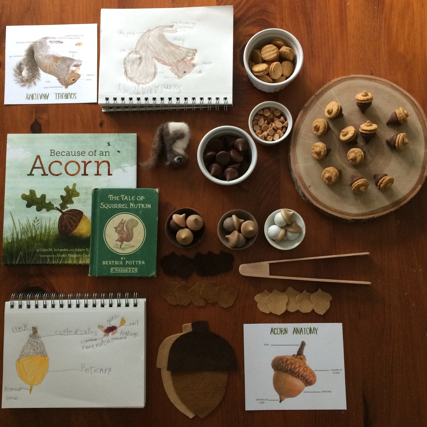 Sample crafts and learning material about acorns. Edible chocolate acorns made out of Hershey's kisses, Nutter Butters, and butterscotch chips, as well as books and drawings about acorns and squirrels. 