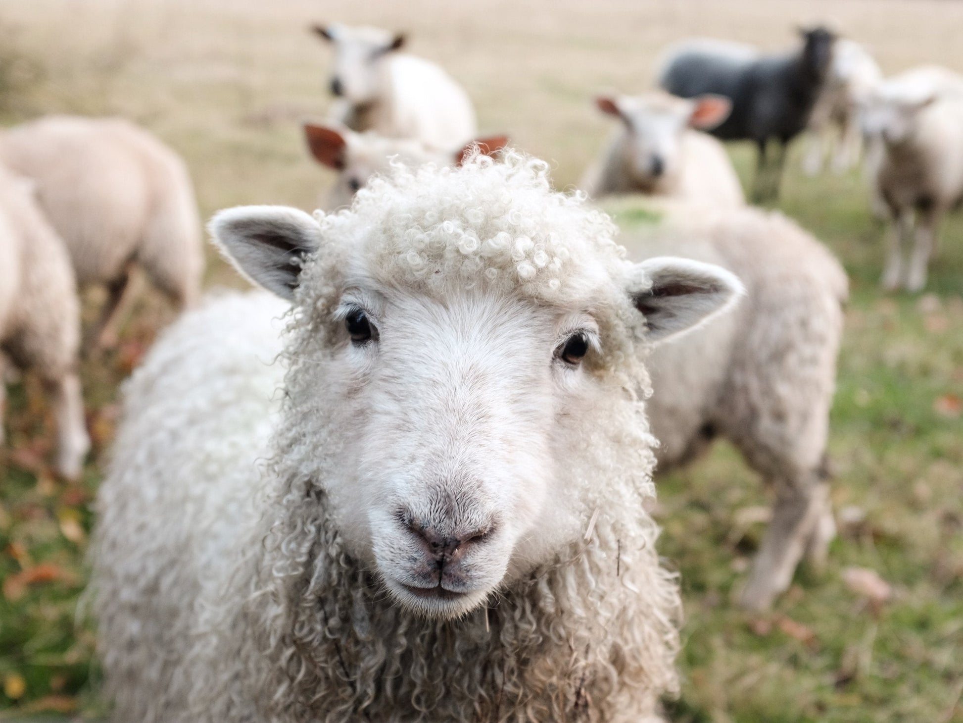 A sheep in a field looking at the camera.