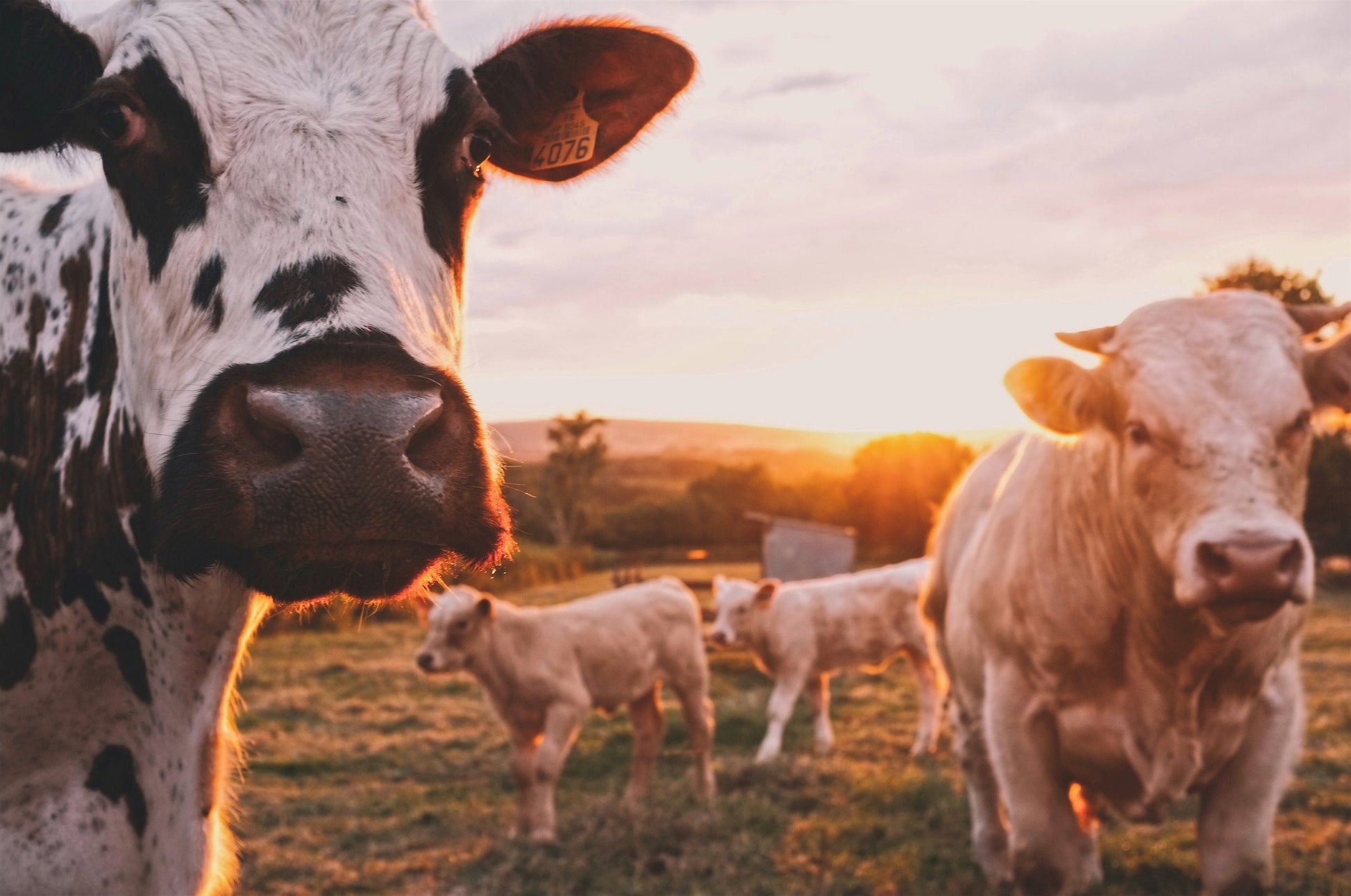 A herd of cows in a field at Sunrise.